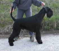 hund.ch Loveling