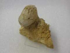 fossils.com.au Lovenia