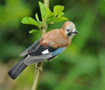 rspb.org.uk Lovlie