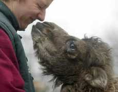 animalliberationfront.com Lowine