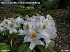 rosebay.org Lowinsky