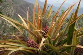 blog.linuxch.org Lowng