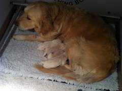 champdogs.co.uk Loxie