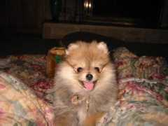 Loyla