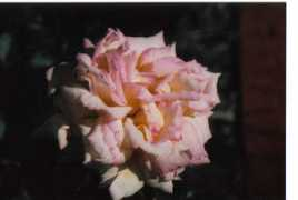 mypeoplepc.com Lrose