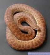 southernxreptiles.com Lslim