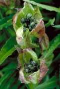 efloras.org Luae