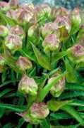 efloras.org Luae