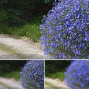 Lubelia