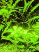 aqua-world.narod.ru Lubelia