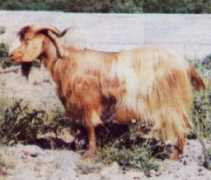 agraria.org Lucana