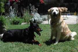 rileydogtraining.com Lucand