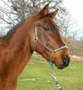 blazesequinerescue.com Lucast