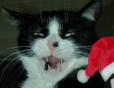 Lucat