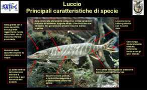 Luccio