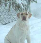 Lucee
