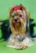 yorkie.narod.ru Lucenti