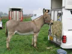 chverlinghem.free.fr Luceres