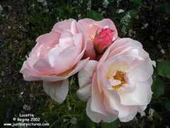 justourpictures.com Lucetta