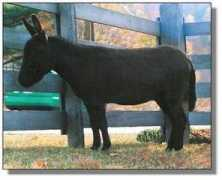 adonaifarm.com Luciaa