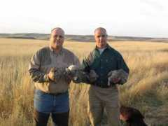 pheasanthunting.com Luciani