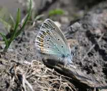 pisum.bionet.nsc.ru Lucifera