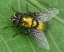 diptera.info Lucilia