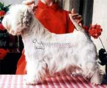 westieinfo.com Lucill