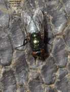 diptera.info Lucillia