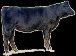 worshamsimmentals.com Lucindah