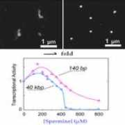 chem.scphys.kyoto-u.ac.jp Luckel
