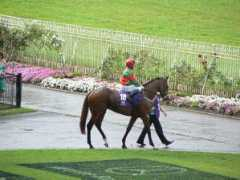 racebase.co.nz Luckshan