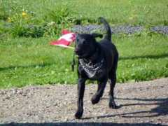 dogcatbreeder.com Luckyjack