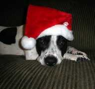 spbr.org Lucyx