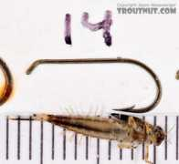 troutnut.com Ludens