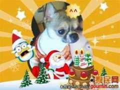 goumin.com Lufei