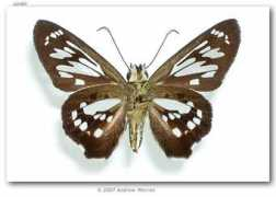 butterfliesofamerica.com Lugardo