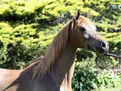 gerzannestud.com Luiba