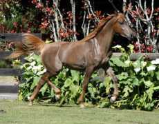 gerzannestud.com Luiba