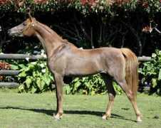 gerzannestud.com Luiba