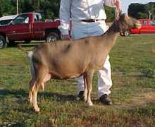 Luigui