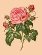 rosegathering.com Luizet