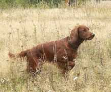 red-setter.ru Lukeria