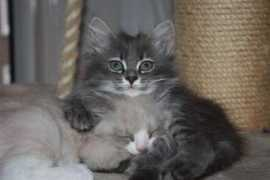 borntoshinecats.nl Lukyan