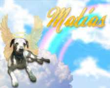 adoptamascota.com Lulix