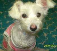 adoptamascota.com Lulix