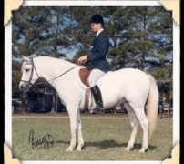 gayfieldswelshponies.com Luluc
