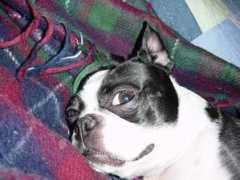 Lulue