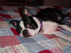 Lulup