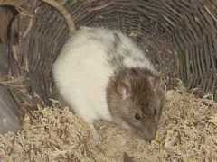 ratjes.nl Lumare
